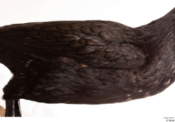  Double-crested cormorant Phalacrocorax auritus 